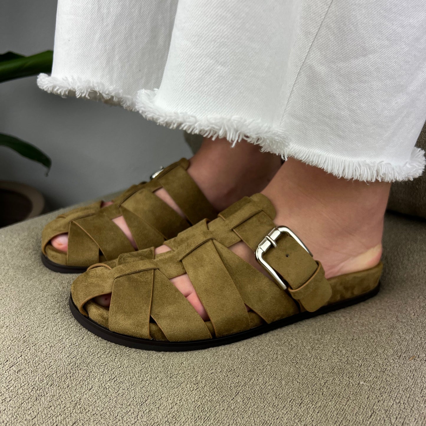 Mules - Camel